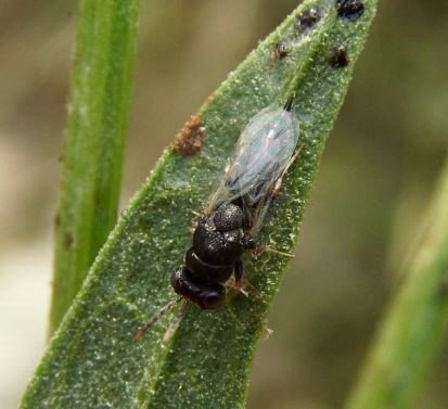Eurytoma plotnikovi-11