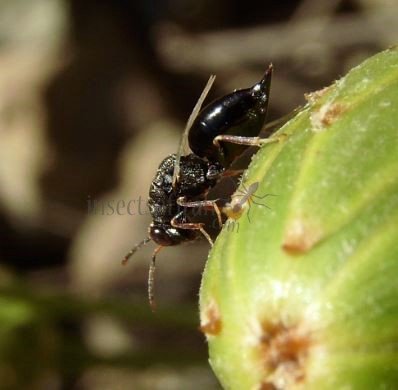 Eurytoma plotnikovi 