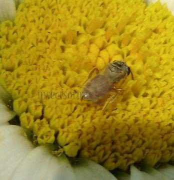 Lasioglossum nymphale-3
