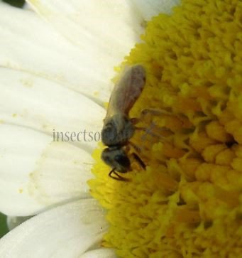 Lasioglossum nymphale-4