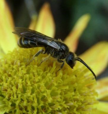 Lasioglossum pallens