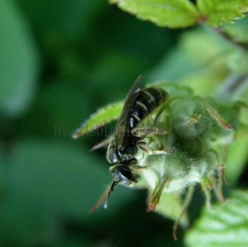 Lasioglossum pallens-3