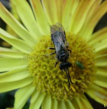 Lasioglossum pallens-6