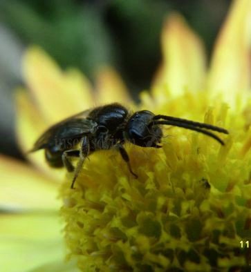 Lasioglossum pallens-6