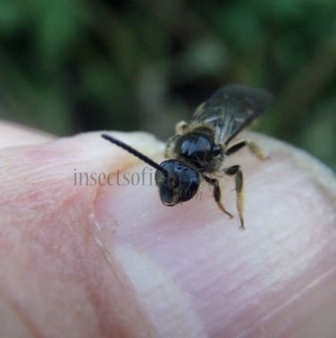 Lasioglossum pallens-3
