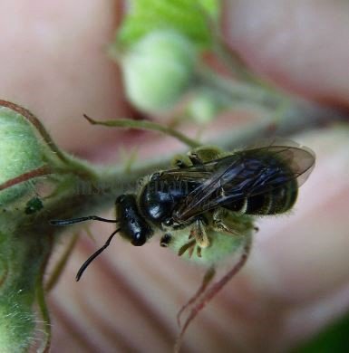 Lasioglossum pallens-4