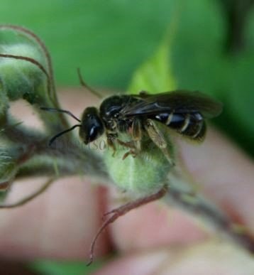 Lasioglossum pallens-5