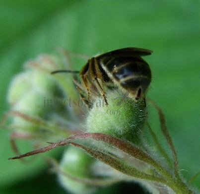 Lasioglossum pallens-6