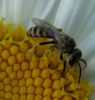 Lasioglossum sexstrigatum -3