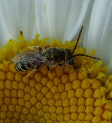 Lasioglossum sexstrigatum -4