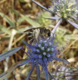 Lasioglossum sp