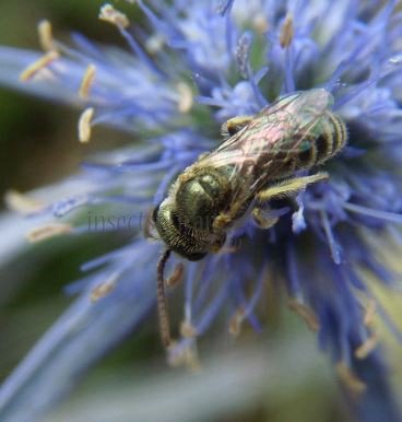 Lasioglossum sp-1