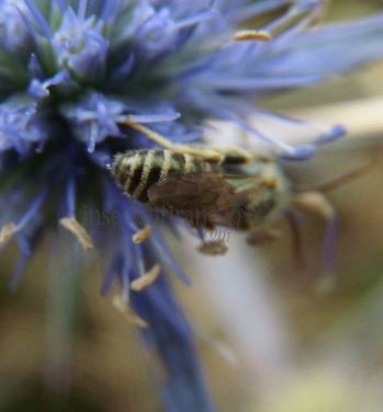 Lasioglossum sp-2