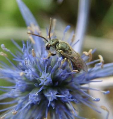 Lasioglossum sp-3