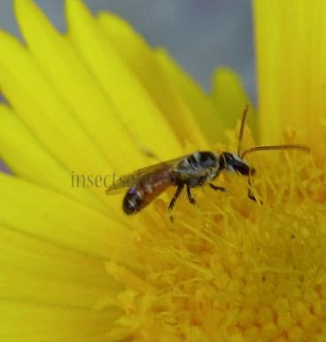 Lasioglossum sp-5