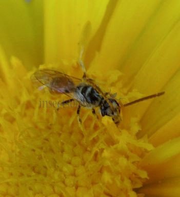 Lasioglossum sp-5