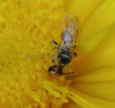 Lasioglossum sp-7