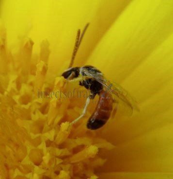 Lasioglossum sp-6