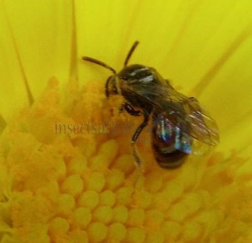 Lasioglossum sp-6