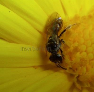 Lasioglossum sp-6