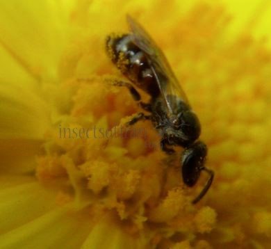 Lasioglossum sp-6