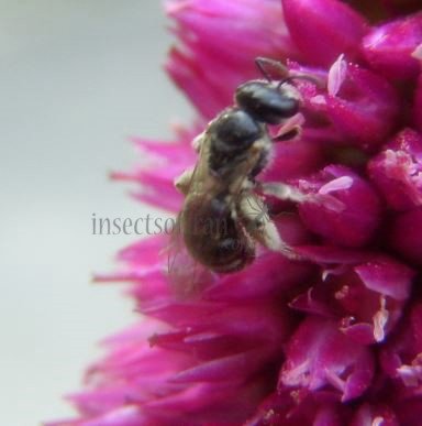 Lasioglossum sp-7