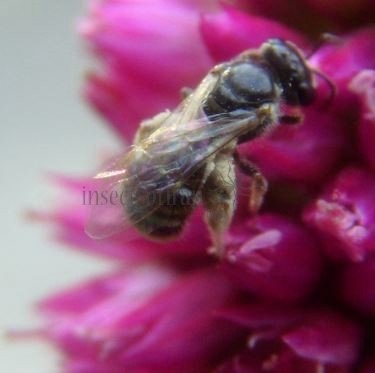 Lasioglossum sp-7