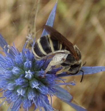 Lasioglossum sp-9