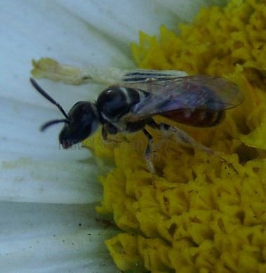 Lasioglossum sp-8