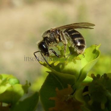 Lasioglossum sp-9