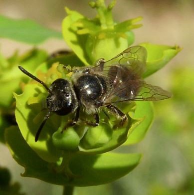 Lasioglossum sp-9