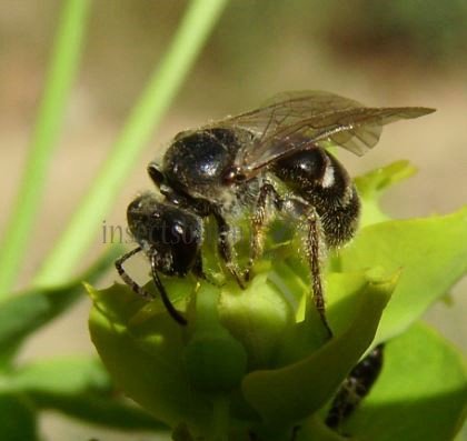 Lasioglossum sp-9