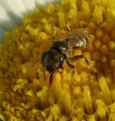 Halictus confusus -7
