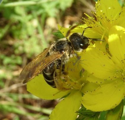 Halictus ligatus-4