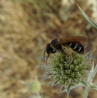 Lasioglossum pallens -1