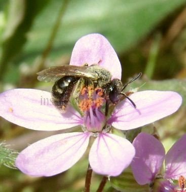 Lasioglossum pallens -2