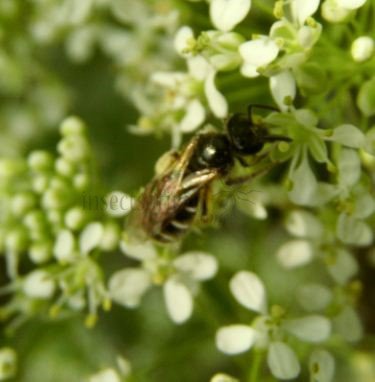 Lasioglossum pallens-3