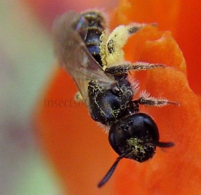 Lasioglossum pauxillum -1