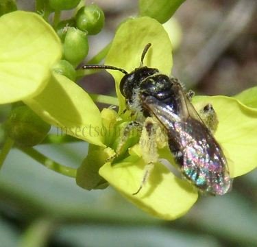 Lasioglossum pauxillum -2