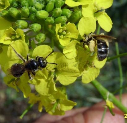 Lasioglossum pauxillum -3