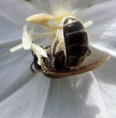 Lasioglossum politum -1