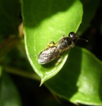 Lasioglossum politum -2