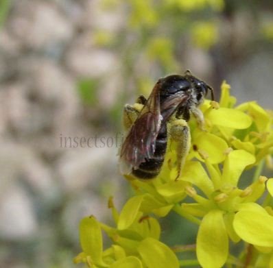 Lasioglossum prasinum -1