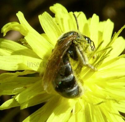 Lasioglossum prasinum -2