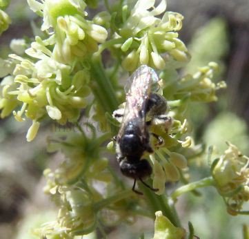 Lasioglossum semilucens -1