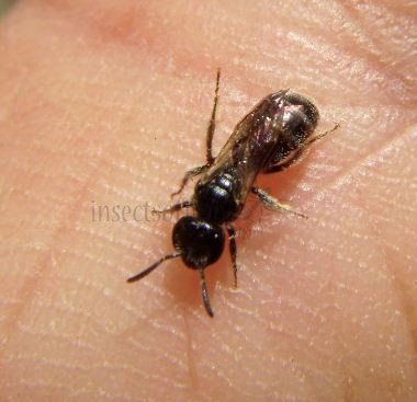 Lasioglossum semilucens -3