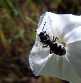 Lasioglossum sexnotatum -1