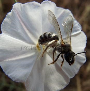 Lasioglossum sexnotatum -2