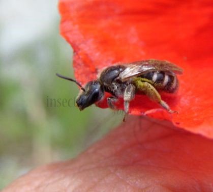 Lasioglossum sexnotatum -3