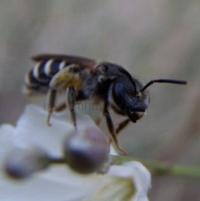 lasioglossum sexstrigatum-2